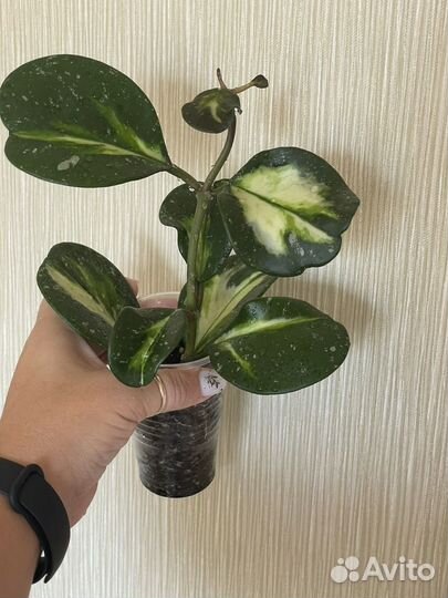 Комнатные растения #2