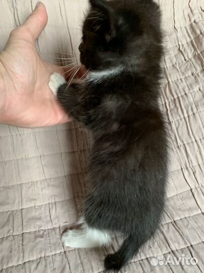 Черный котенок