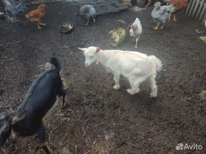 Козлята
