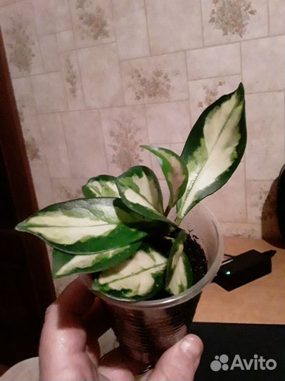 Укоренненые хойи. Часть 2