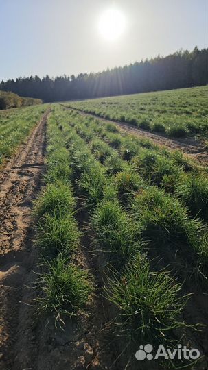 Саженцы сосны окс