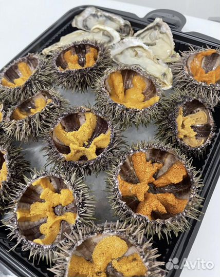 Морской еж с Доставкой