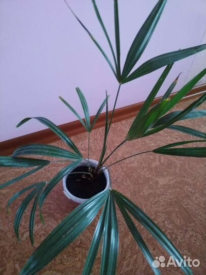 Пальма хамеропс