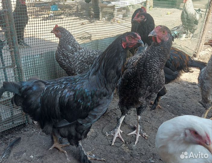Петухи молодки домашние