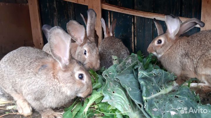 Кролики великаны цены разные