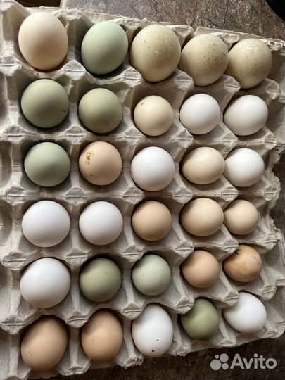 Яйца инкубационные
