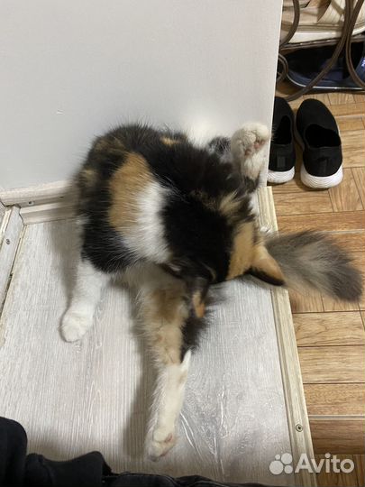 Нашли кота