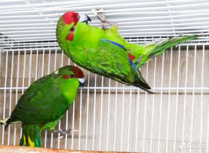 Попугай какарик птенцы от 2,5 мес и взрослые
