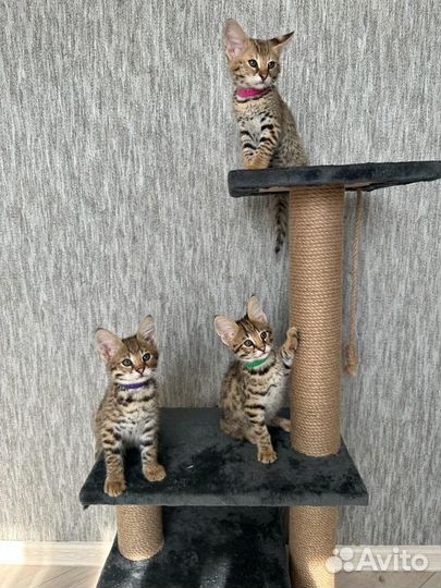 Саванна ф1 Ашера