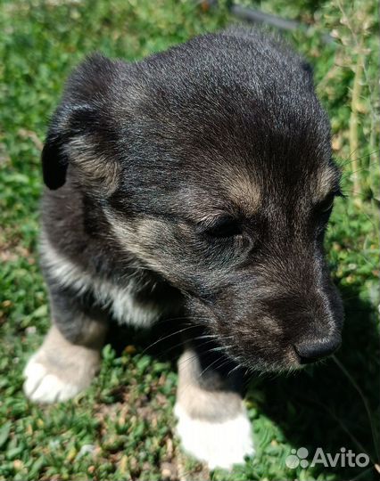 Щенки в добрые руки