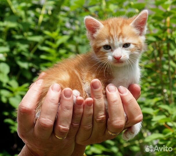 Котята в дар