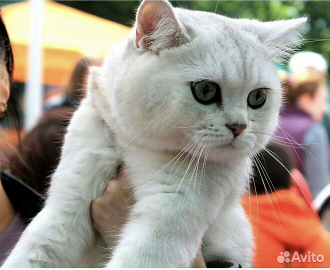 Вязка с британским котом, серебристая шиншилла