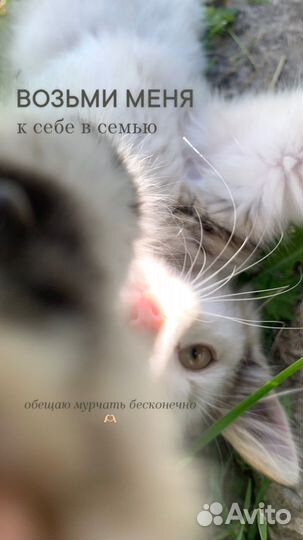 Котенок в дар