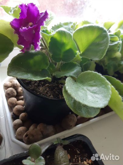 Фиалка, домашний цветок