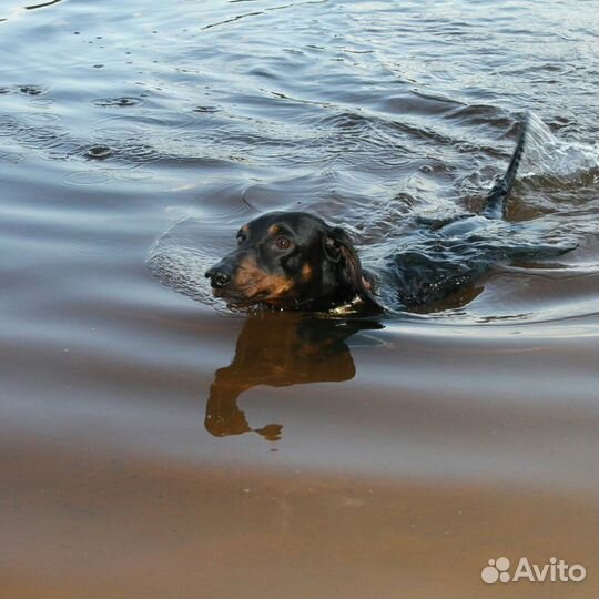 Вязка такса