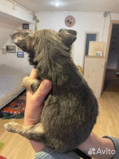 Щенки чихуахуа