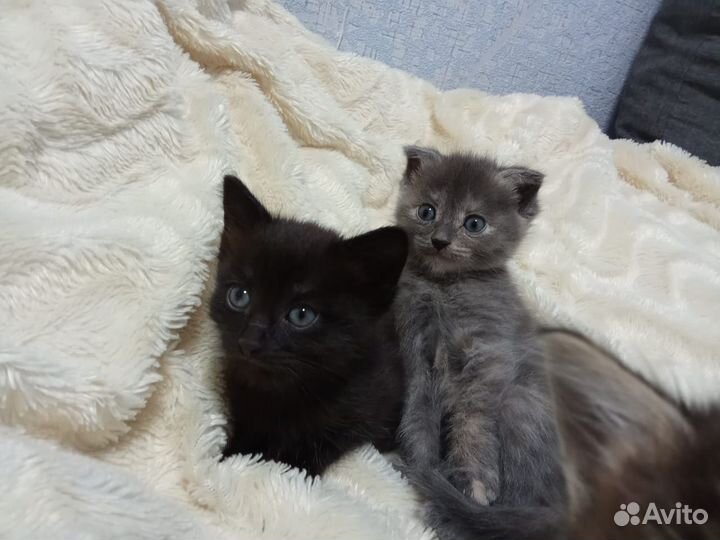 Отдадим котят в добрые руки