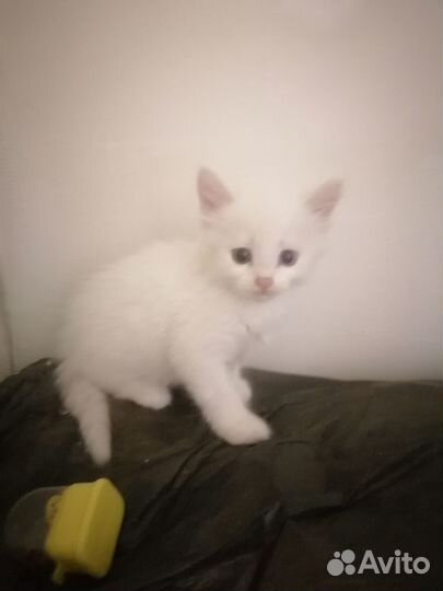 Продаются котята