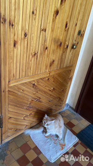 Кошка в добрые руки