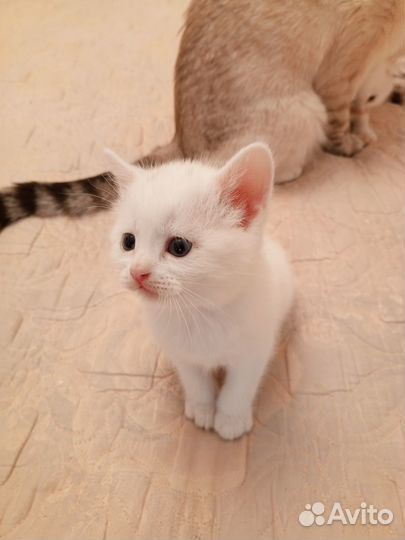 Кошки