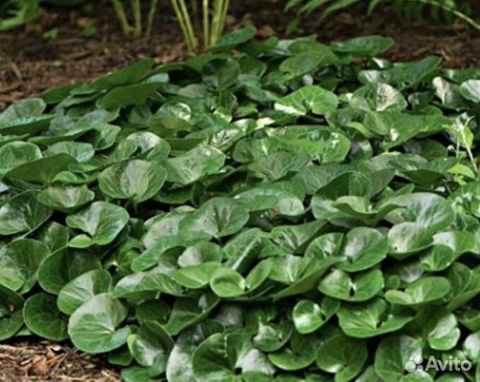 Копытель Ясколка