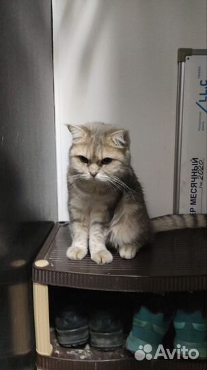 Кошка в дар бесплатно