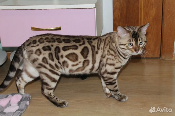Котята бенгалы