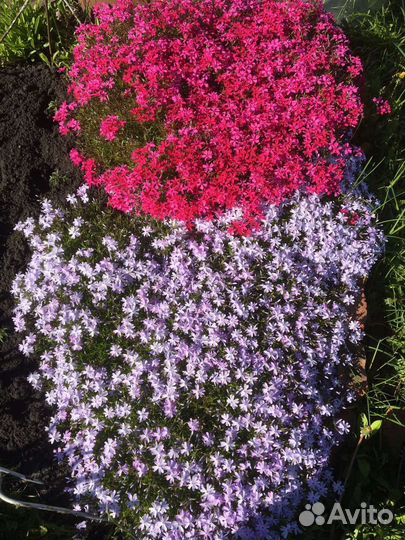 Шиловидный. Флокс