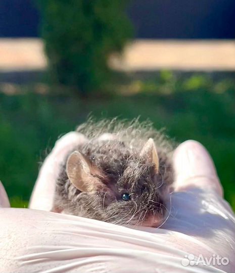 Чёрная кудрявая мышка