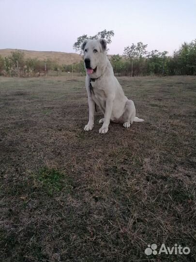 Сука алабай