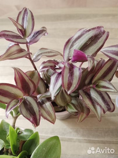 Традесканция, хлорофитум