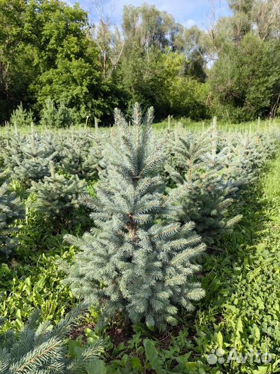 Ель голубая 0,7-2,5 м