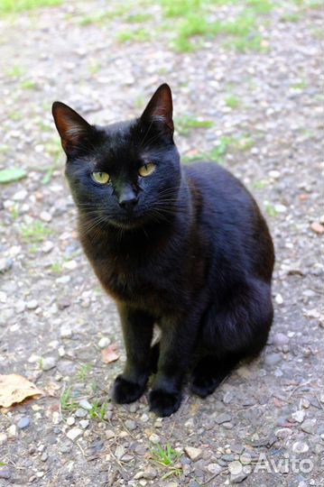 Молодой бомбейский кот ищет дом