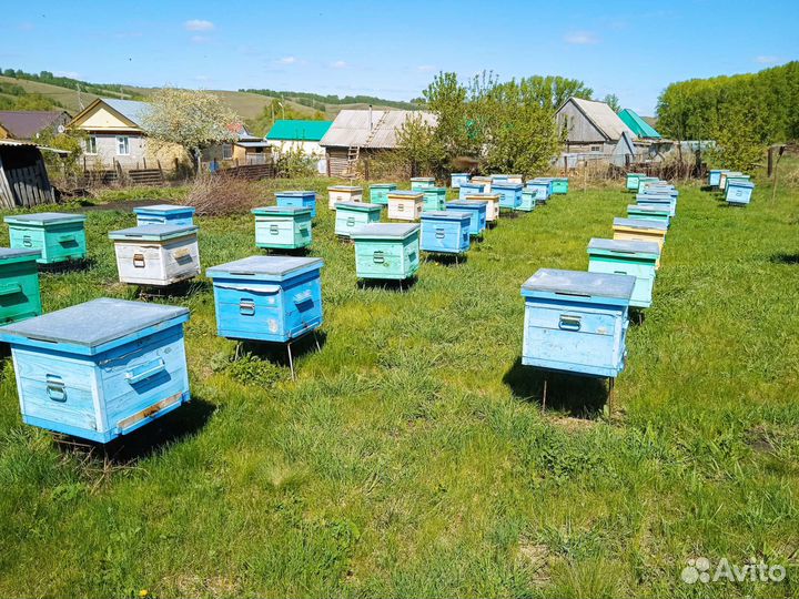 Пчелы среднерусской породы