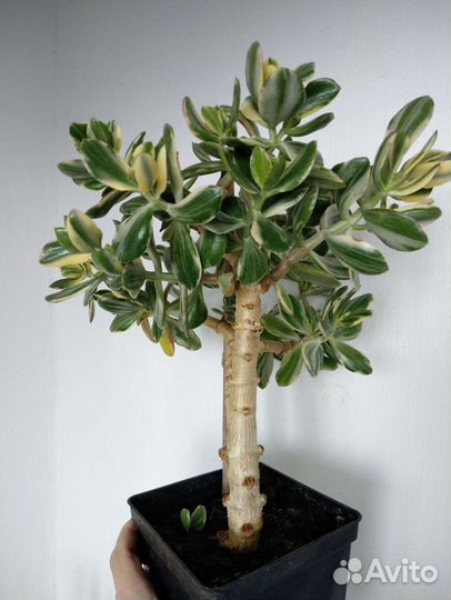Крассула триколор (C. Ovata obliqua tricolor )