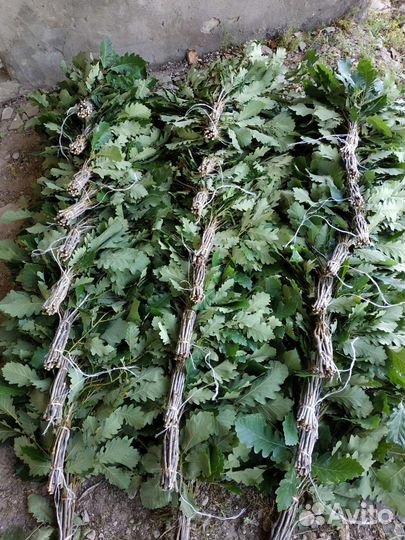 Дубовые веники для бани