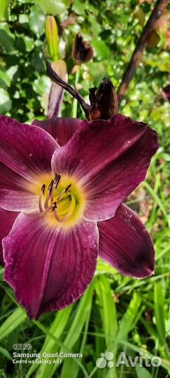 Лилейники сортовые