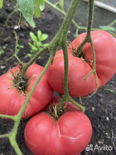 Семена томатов, крупные сорта