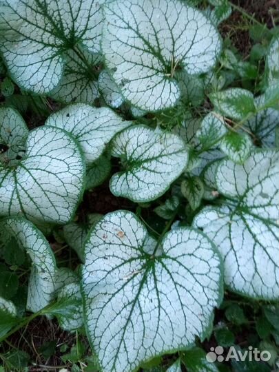 Хоста и бруннера