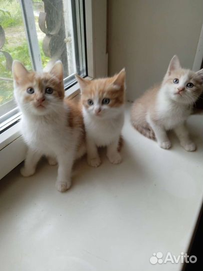 Кошка в дар