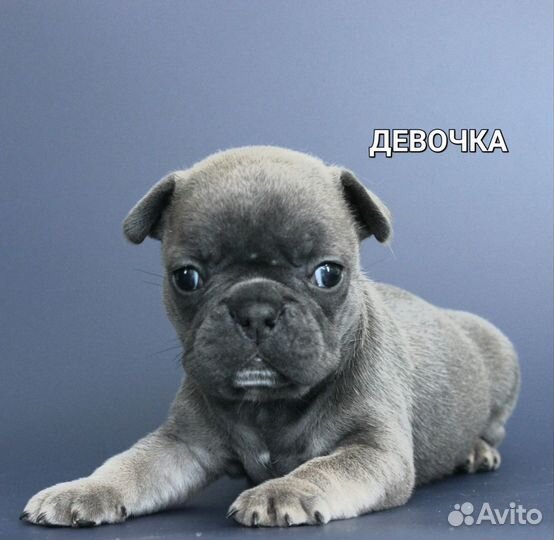 Французский бульдог