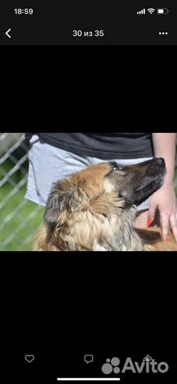 Собака в добрые руки леонбергер