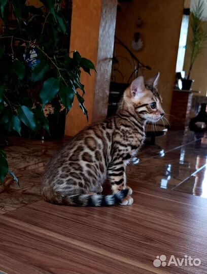 Бенгальские котята