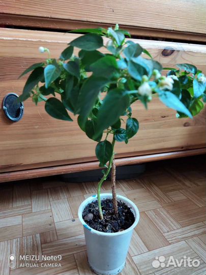 Перец комнатный многолетний