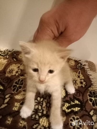 Котята (мальчики) в добрые руки