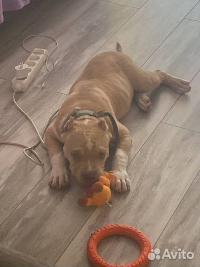 Американский булли покет