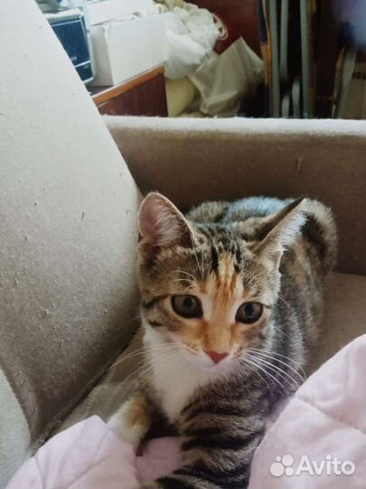 Кошечка в добрые руки