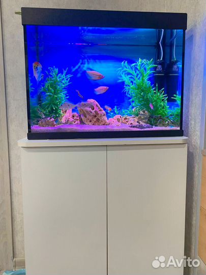 Аквариум с рыбками на 75 литров и тумбой