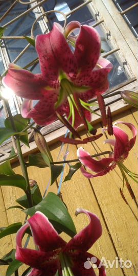 Луковицы гигантской лилии