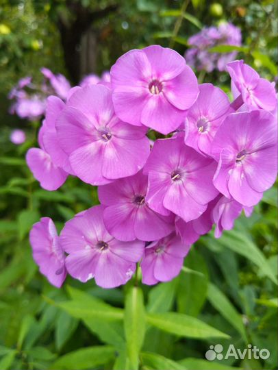 Флоксы многолетние